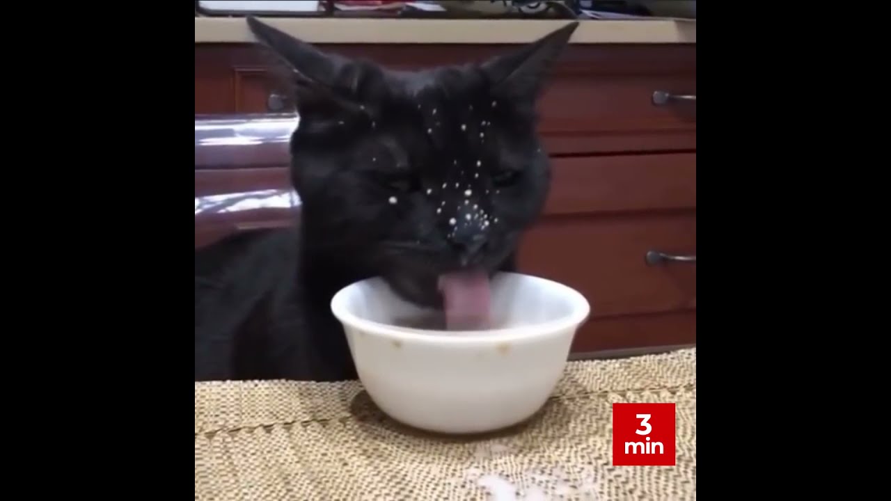 Shorts Very Funny Cats /#Shorts