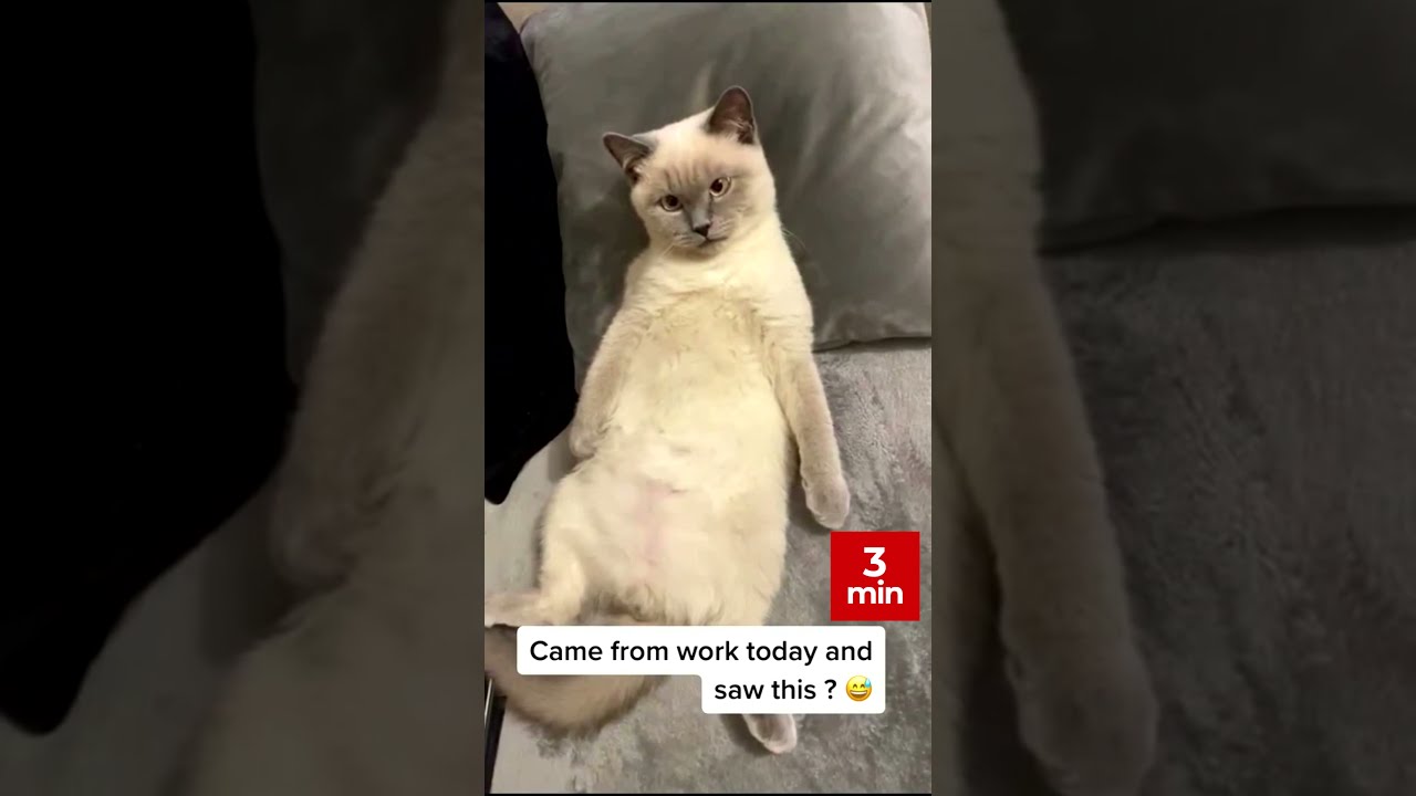 Shorts Very Funny Cats #9 /#Shorts