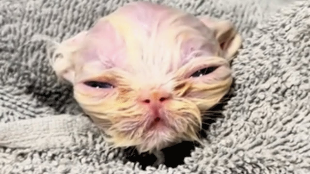 This may be the strangest cat you've ever seen