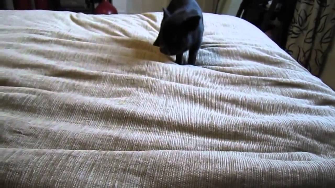 Ultimate Kawaii    Crazy cat  2014   Enourmous win!