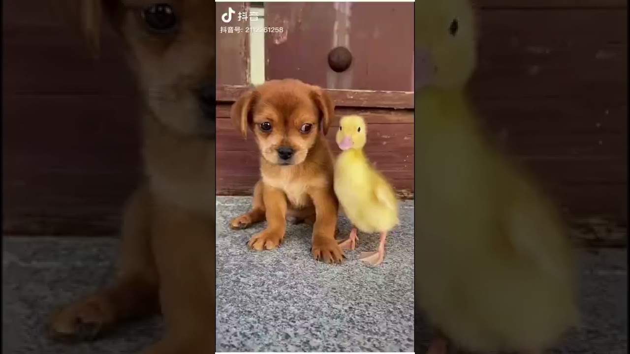 dogs #funny animals #funny dogs #shorts #cats and dogs