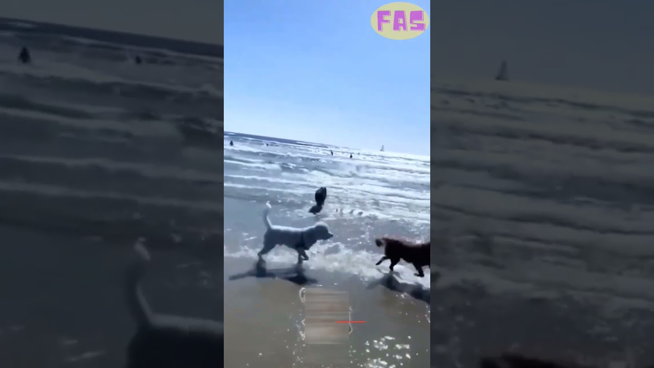 funny animals 2023 #128 #shorts #shortsfeed #funny