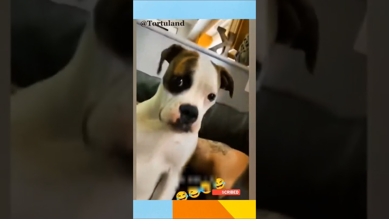 funny animals 2023 - funniest animals cats and dogs videos 2023 # port 57 #shortsfeed #shorts