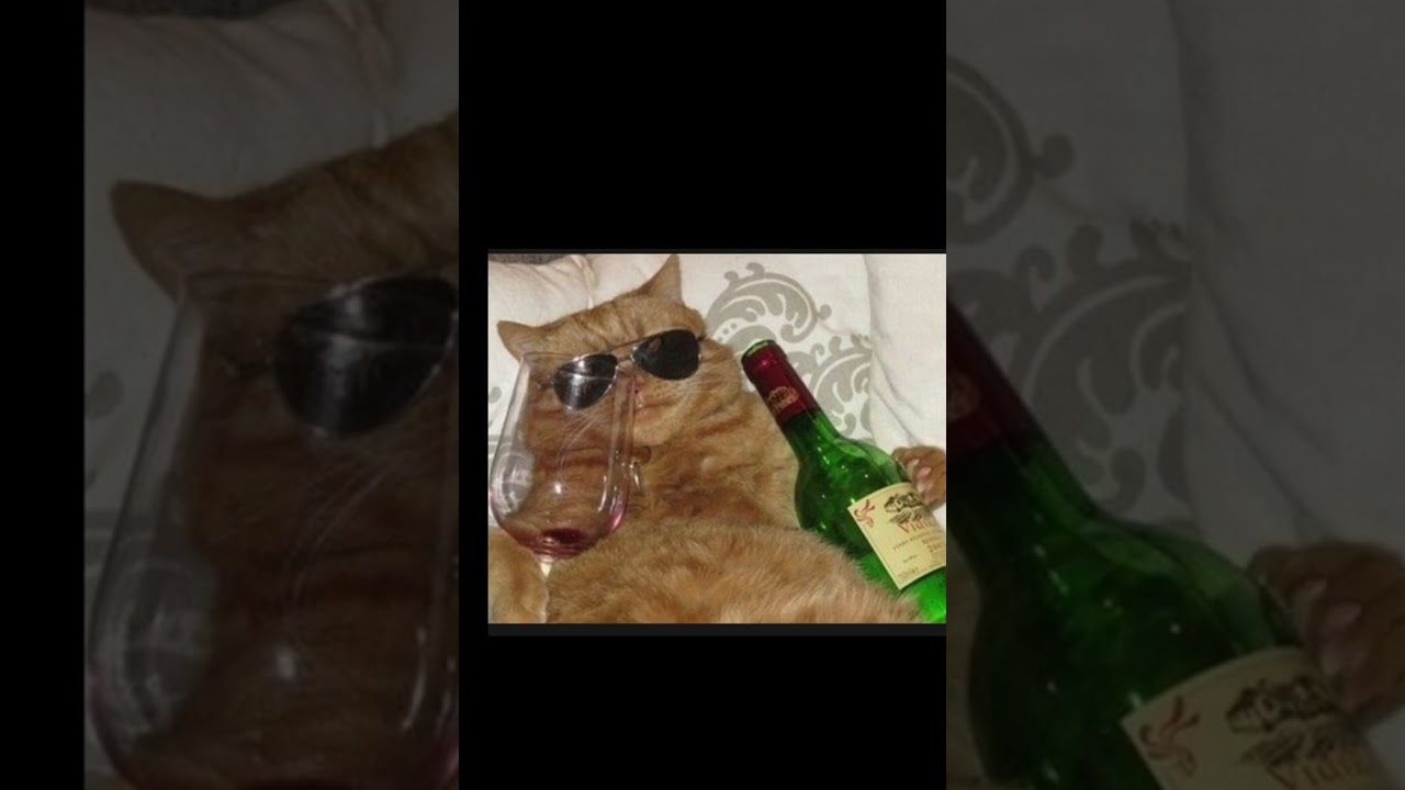 here's some c-crazy cats