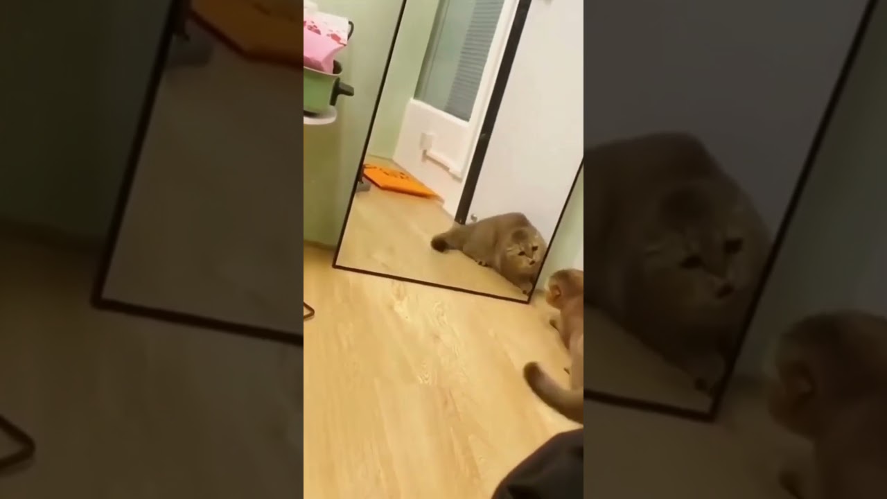 #shorts# the cat is too crazy