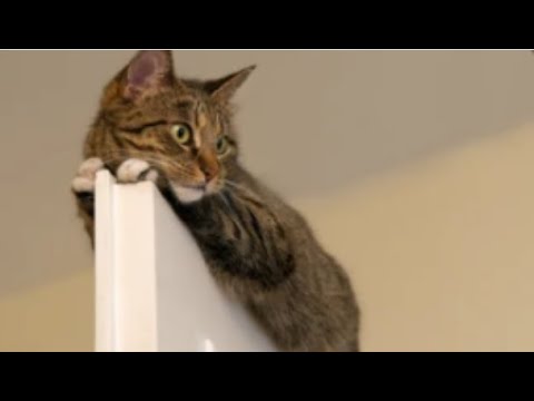 so crazy cat he is#SHORTS