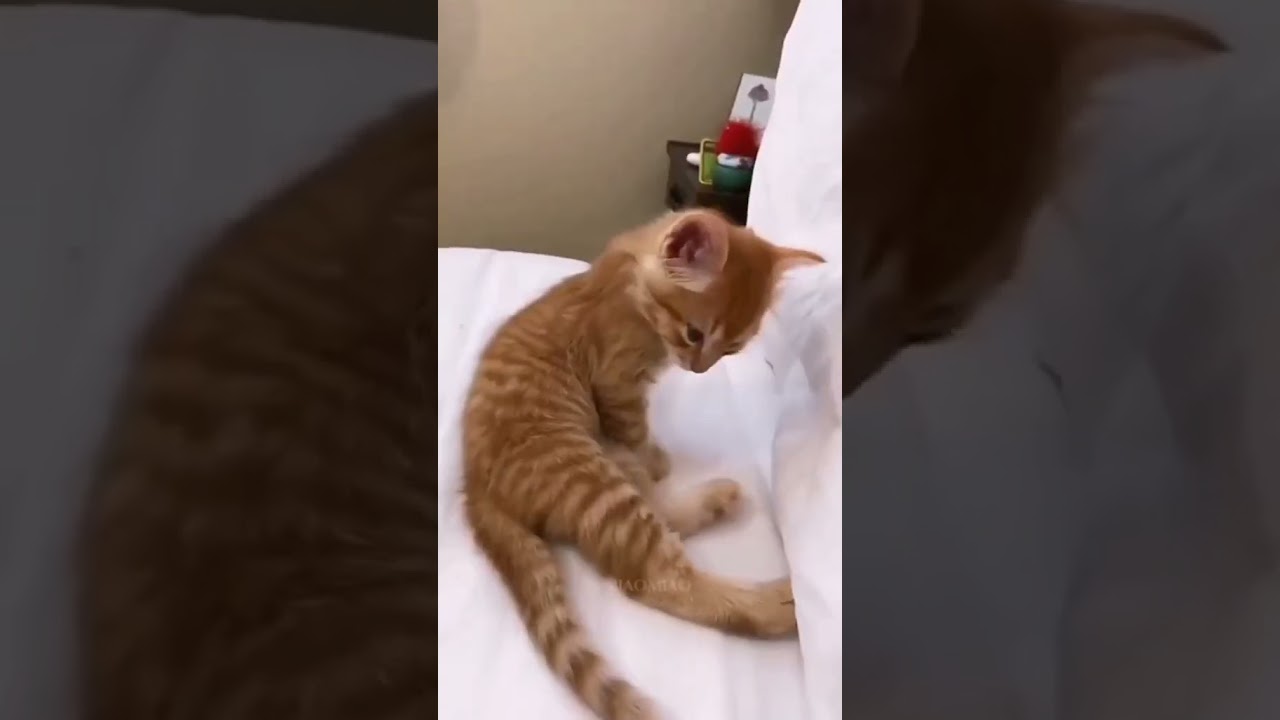 2023 Funniest Cat Videos You'll Laugh So Hard You'll Cry #163  #catcomedy #catfails #cathumor