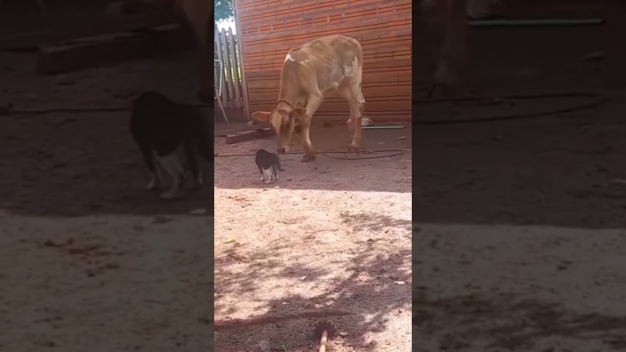 Funniest Animals Video 2023 - Funny dog and cat videos 95 #shorts #funnydog #funny cat