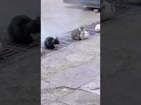 2023 Funniest Cat Videos You'll Laugh So Hard You'll Cry #catcomedy #catfails #cathumor