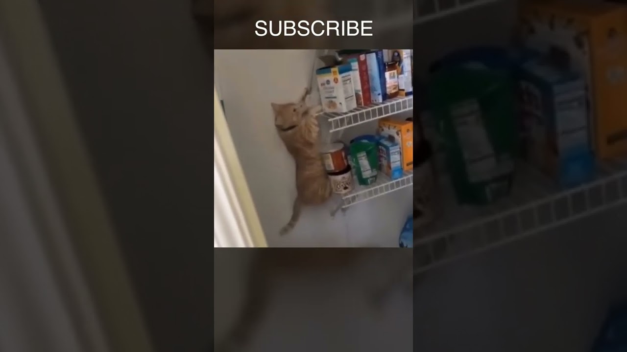 Funniest Animals - #shorts #cat #fails #funnycats #meow #catsoftiktok #funny #tiktok