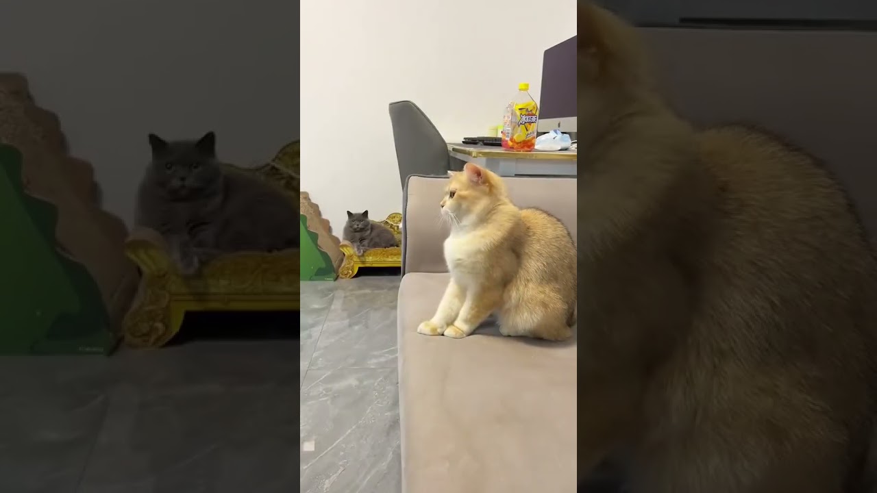 Funniest Animals Video 2023 - Funny dog and cat videos 93 #shorts #funnydog #funnycat #pets