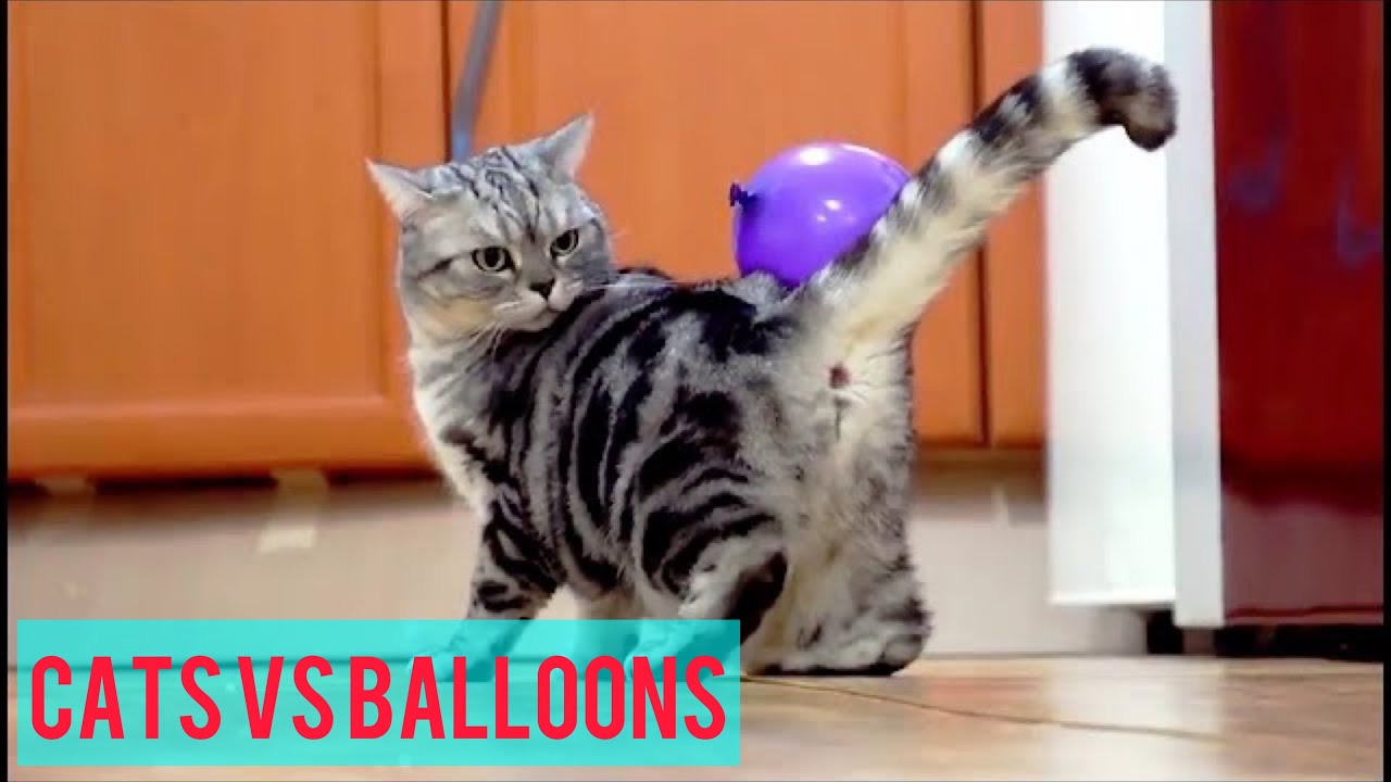 Funny Cats Playing With Balloons - Cats vs Balloons Compilation
