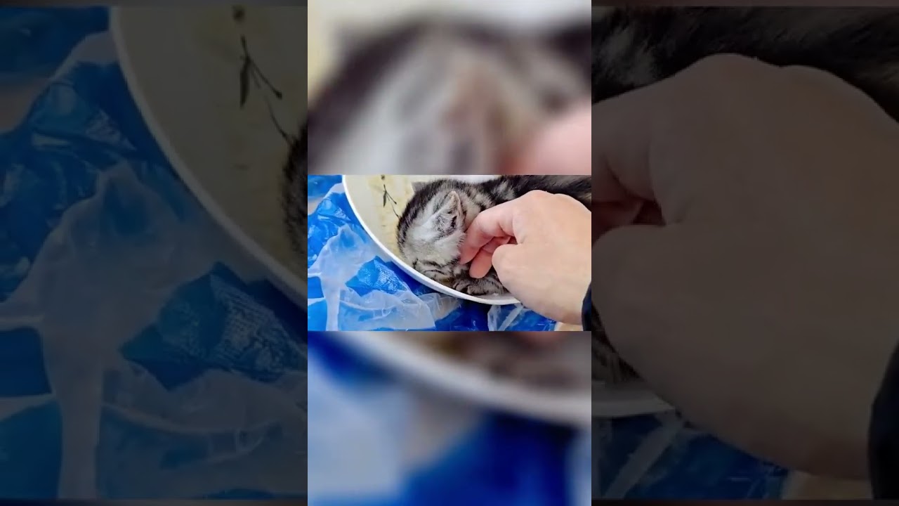 2023 Funniest Cat Videos You'll Laugh So Hard You'll Cry #catcomedy #catfails #cathumor