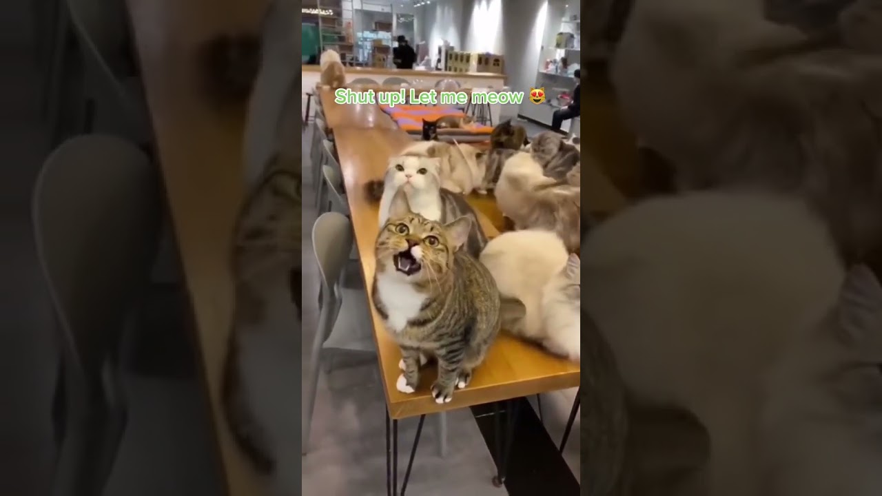 2023 Funniest Cat Videos You'll Laugh So Hard You'll Cry #118