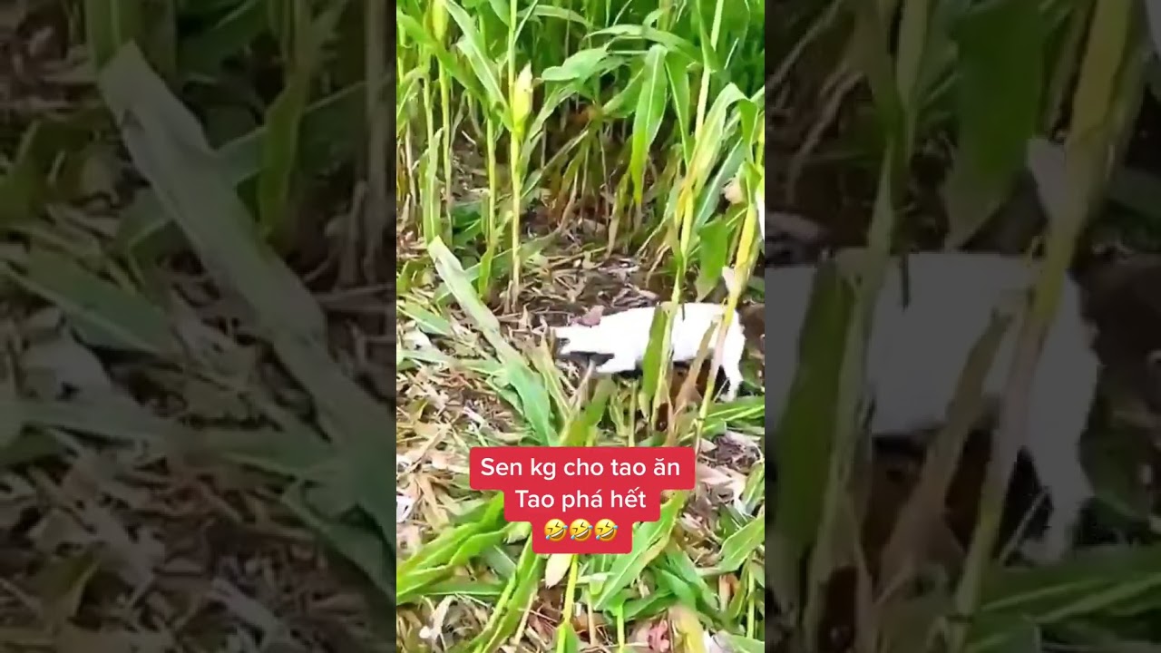 Funniest Animals Video 2023 - Funny dog and cat videos 110 #shorts #funnydog #funny cat