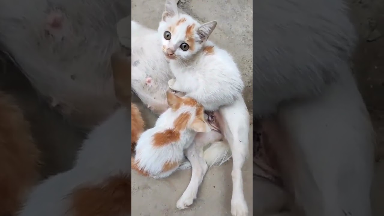 2023 Funniest Cat Videos You'll Laugh So Hard You'll Cry #164  #catcomedy #catfails #cathumor