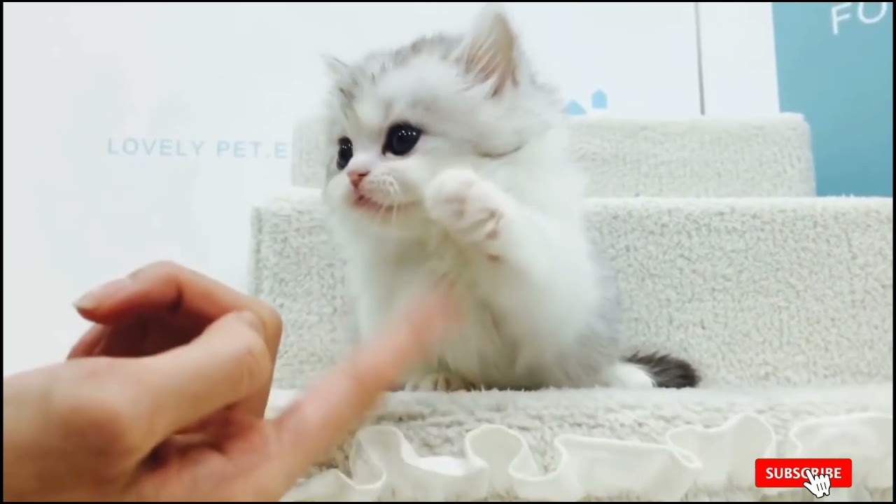 Baby Cats - Cute and Funny Cat Videos Compliation |