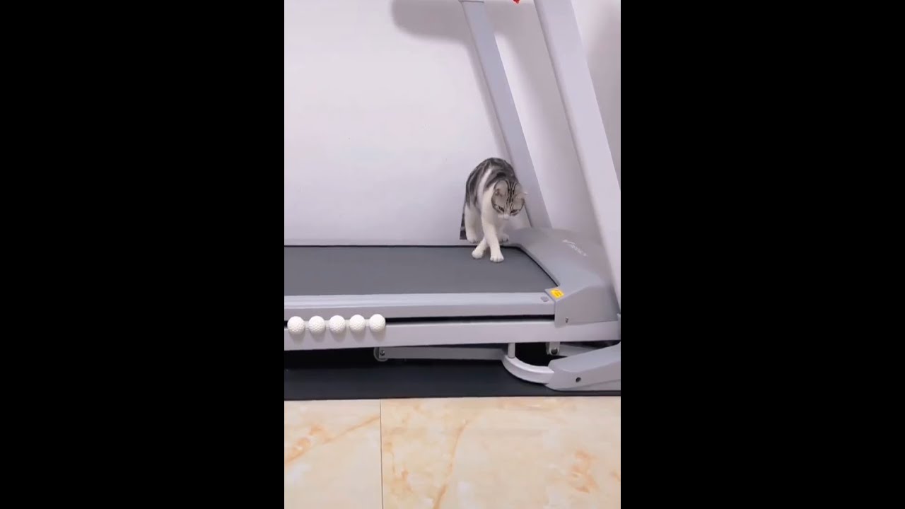 Baby Cats - Cute and Funny Cat Videos #Shorts