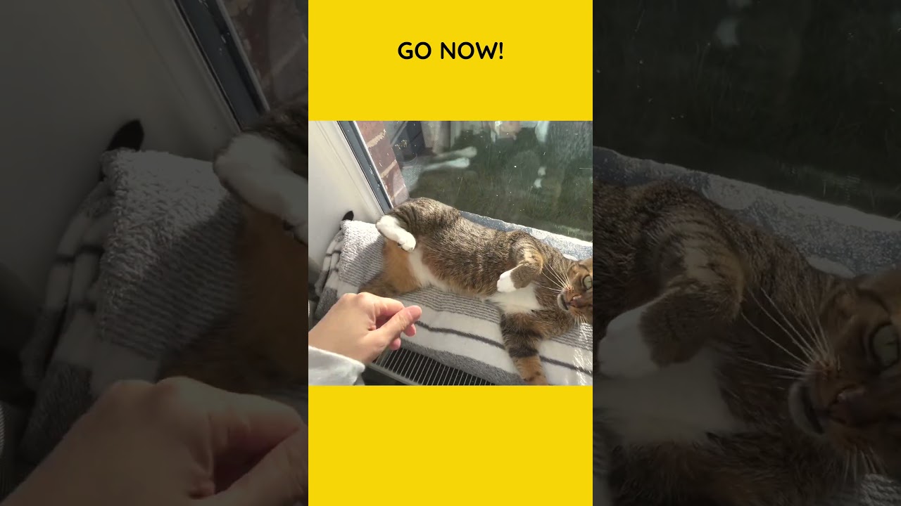 Cat gets mad when I touch him because he is... #cats #catvideos #shorts #catshorts  #meowed