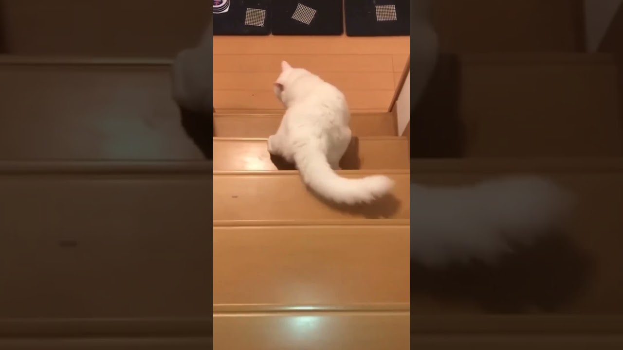 Cute and Funny Cat Videos Compilation | Cute pet care