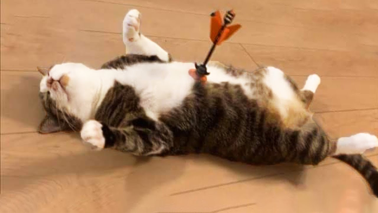 Cutest Silly Cats - Funny Cat Videos Compilation