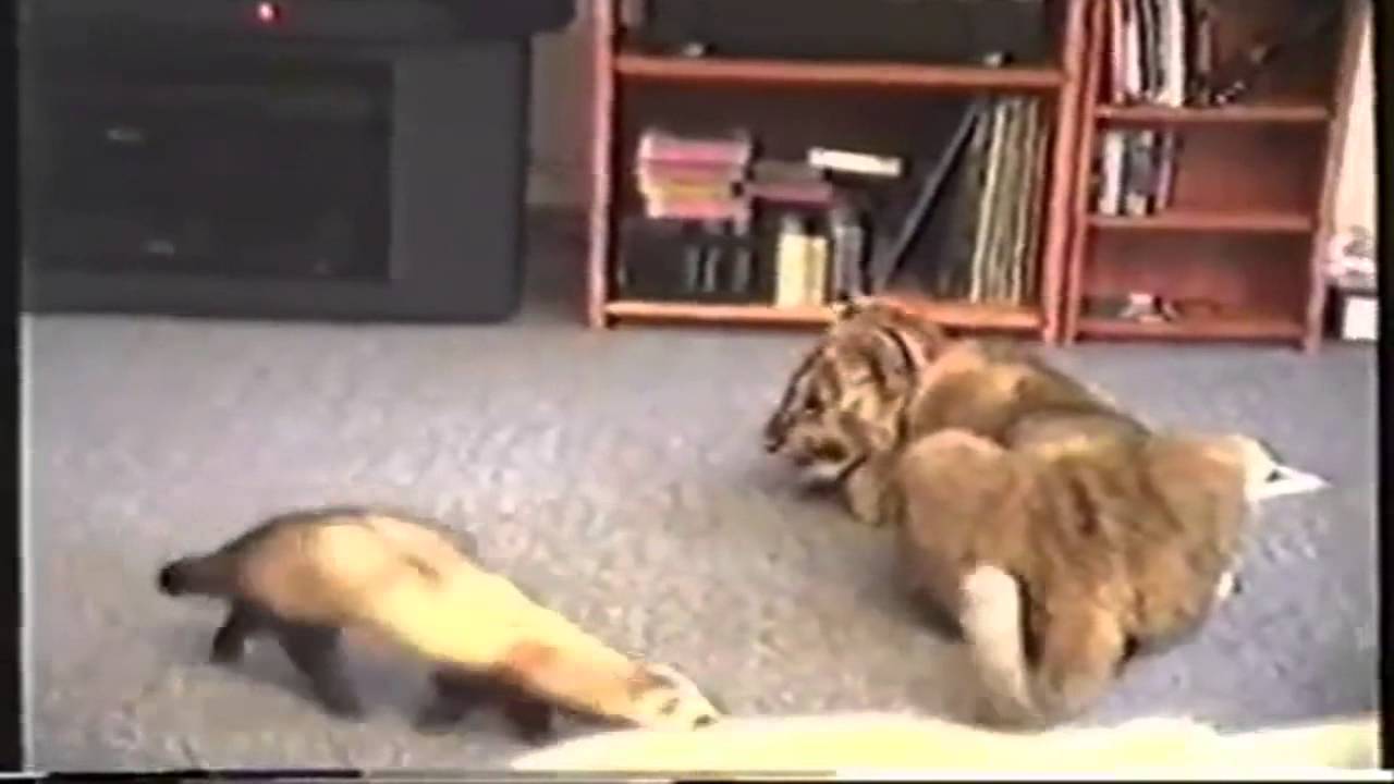 Extreme cats    Crazy animals  2014   All time best