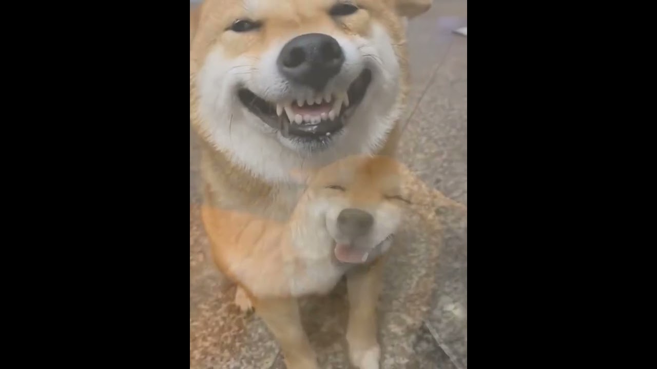 Funniest Animals Video 2023 - Funny dog and cat videos 94 #shorts #funnydog #funny cat