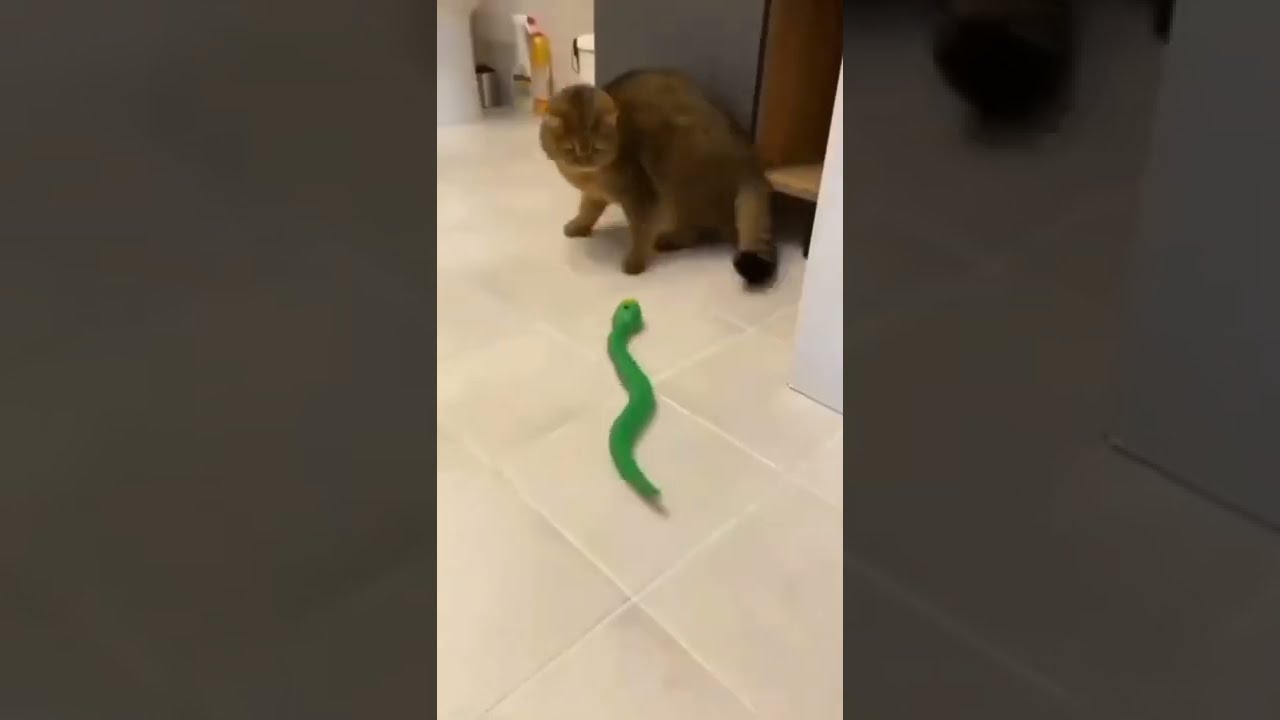 Funny Animals Cat & Dog Crazzy Animal