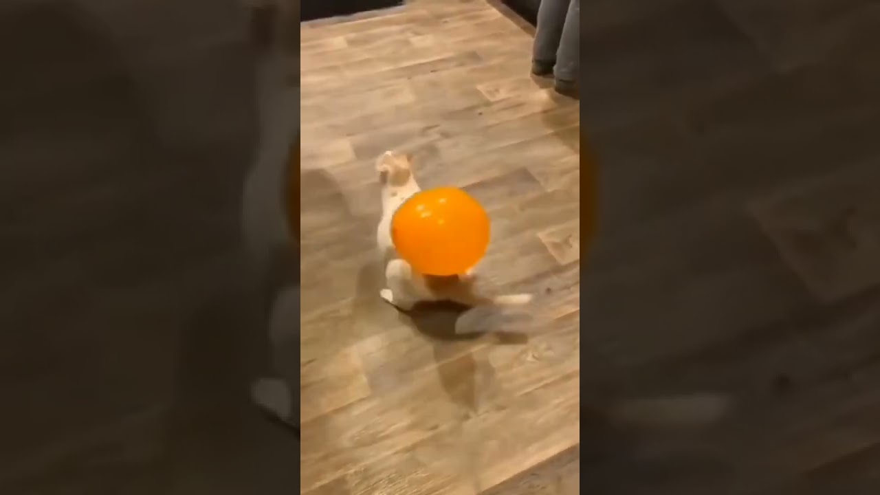 Funny Cat Videos #1     #shorts #cute  #subscribe  #like #cat