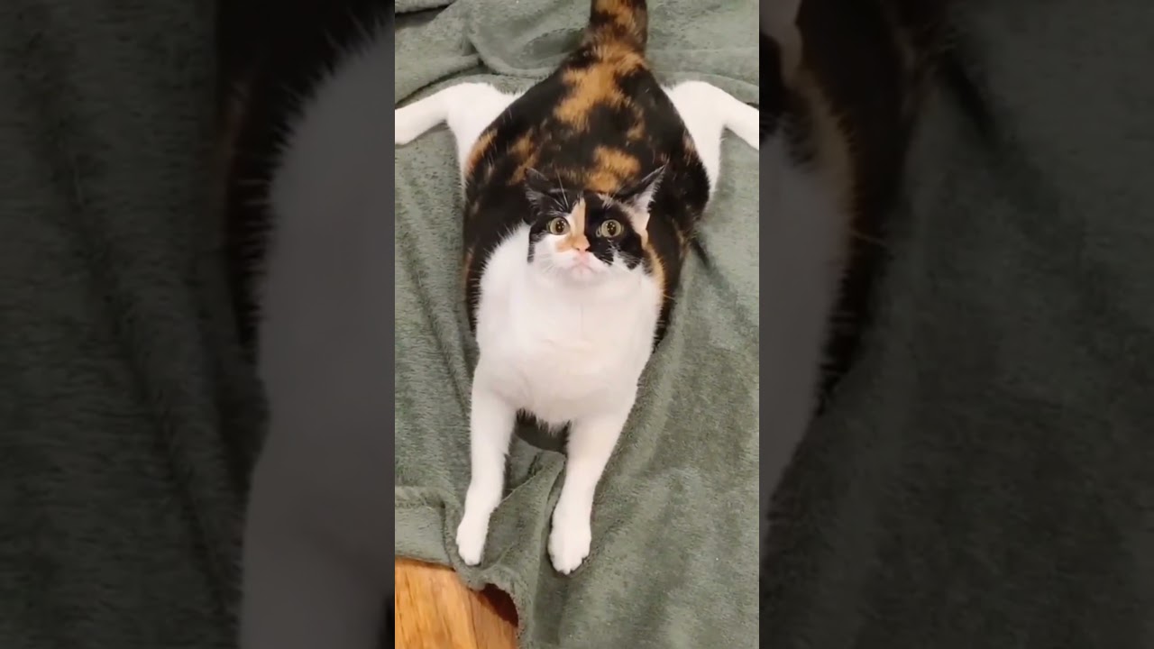 Funny Cat Videos #6 #shorts #cute #subscribe #like #cat