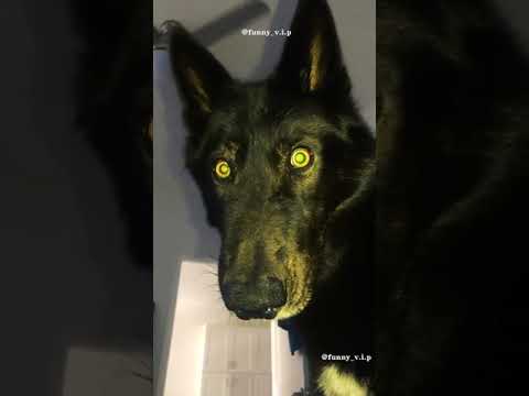 Funny animals #shorts #funny #cats #dogs #tiktok