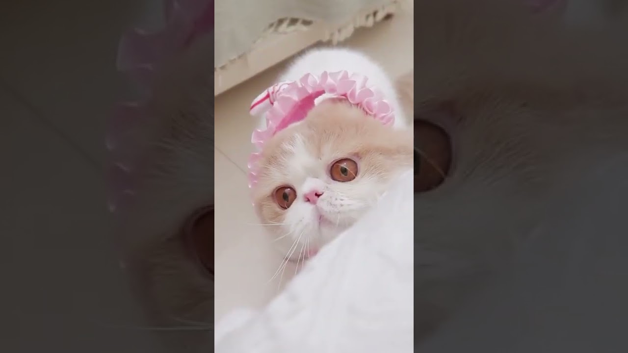 Funny little cute cat videos #pets #funnycats #shorts #cutecats #cat