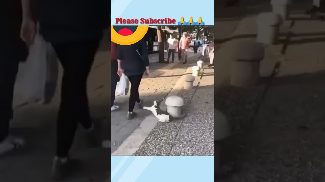 LOOK WHAT IS THIS CAT DOING TO THE ROAD USER ! #short#smart#cat