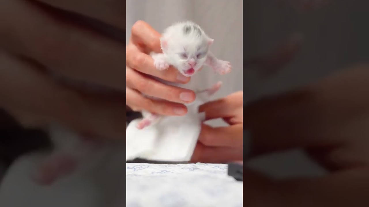 Laugh Out Loud with the Funniest Cat Video of All Time #16