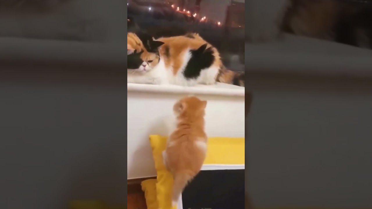 Mischievous Kitty Antics - Funny Animal #funnyanimals #catlover #funnyshorts #funnyvideo