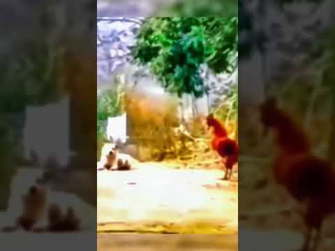 Funniest Animals Video 2023 - Funny dog and cat videos 90 #shorts #funnydog #funny cat