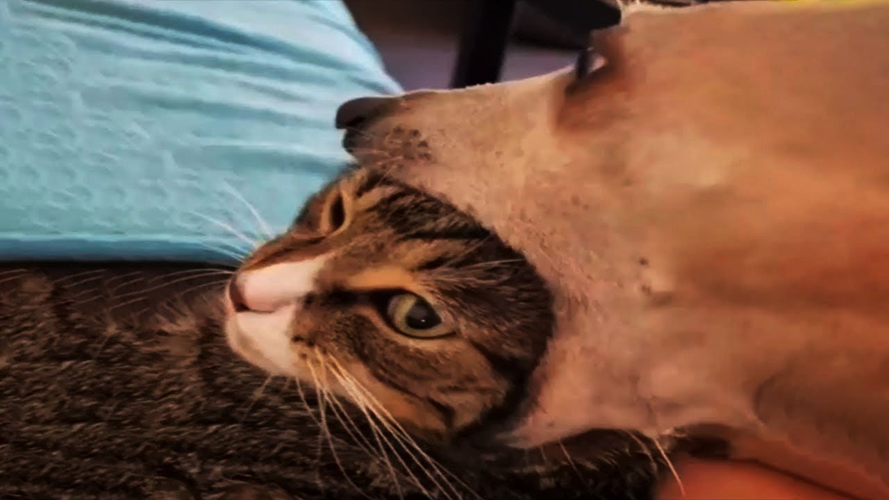 New Funny Animals Video 2023 | Funniest Cats and Dogs Videos | New Funny Video Of Cat And Dogs #307