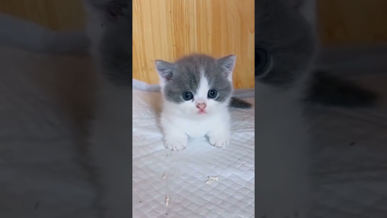 Cute Kitten Baby Cat Funny Cat Videos