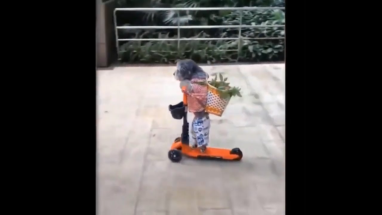 Funny animals - Funny cats / dogs - Funny animal videos / Best videos 2023#5