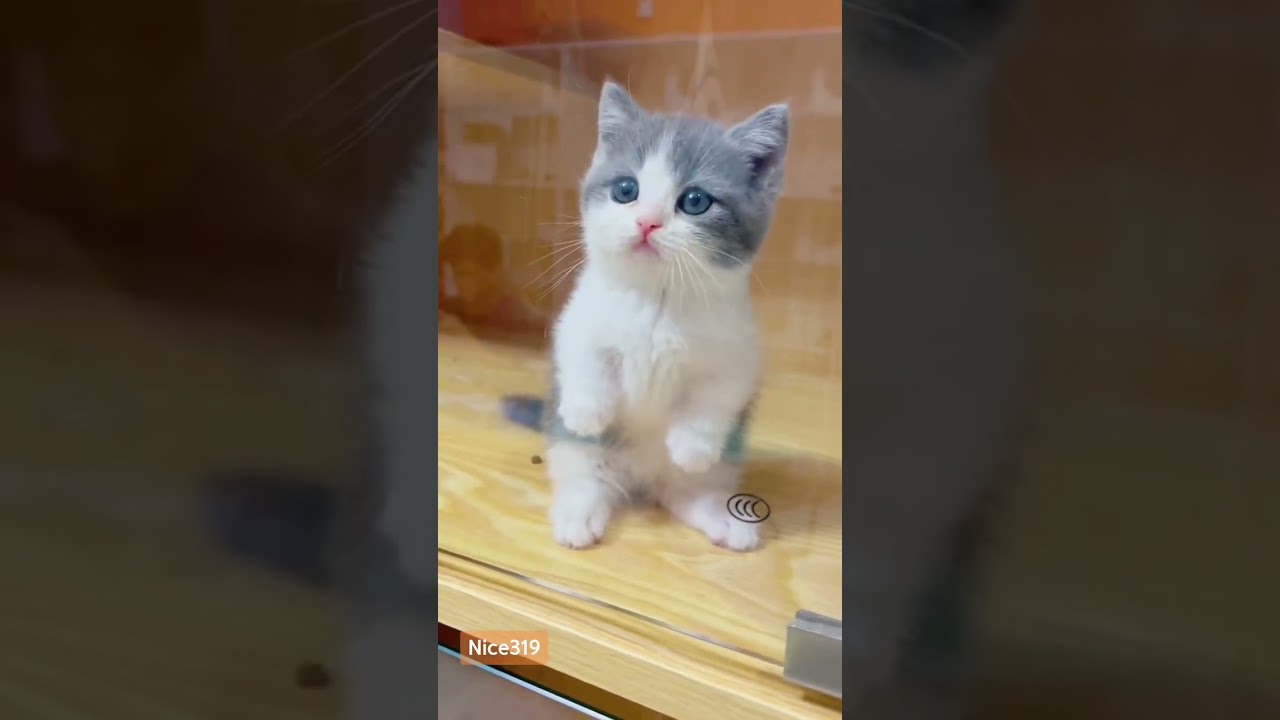 Funniest & Cutest Puppy And Kitty Daily Life At Home 1