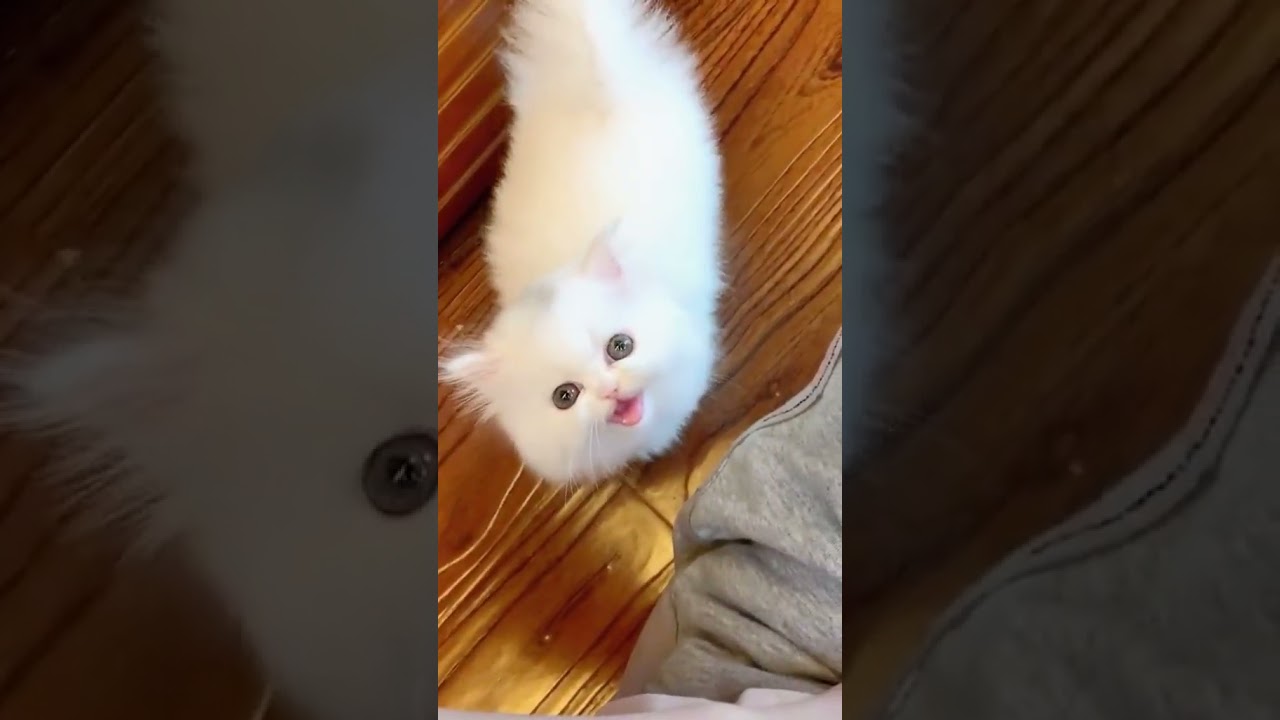 2023 Funniest Cat Videos You'll Laugh So Hard You'll Cry