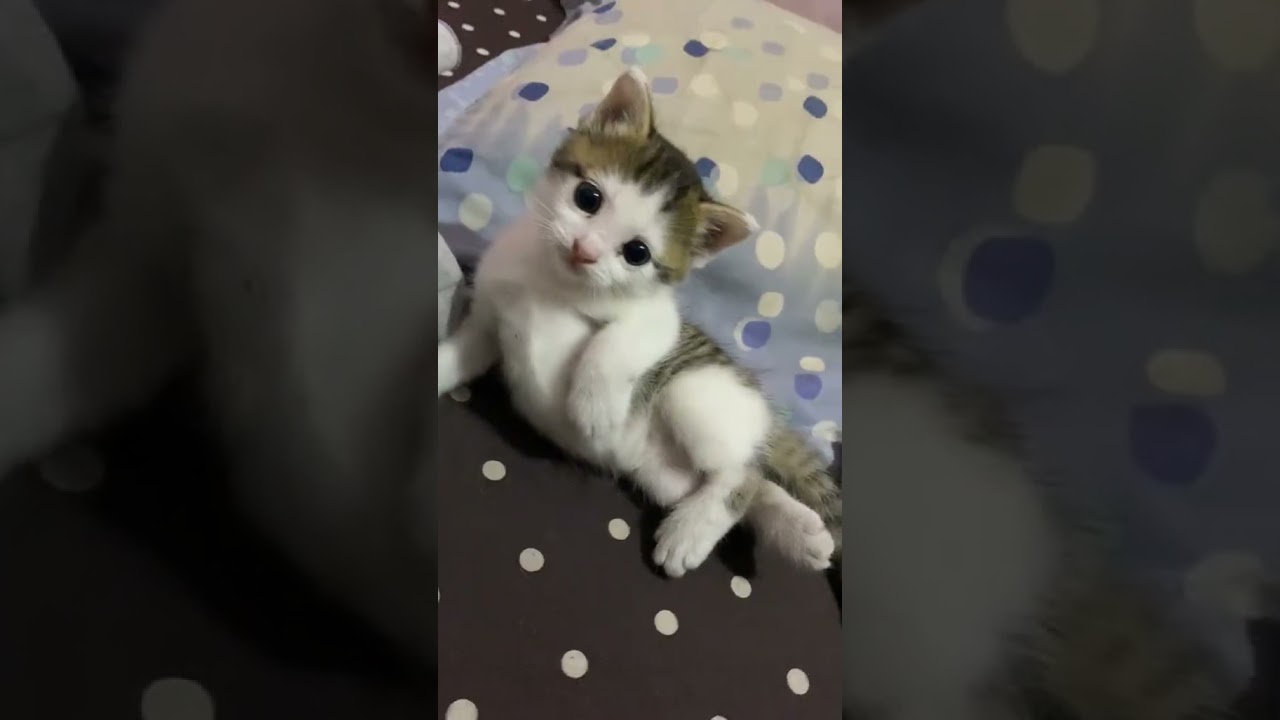 Awesome Cutest!! Cutest Kitty Is Relaxing On The Sofa Very Warm