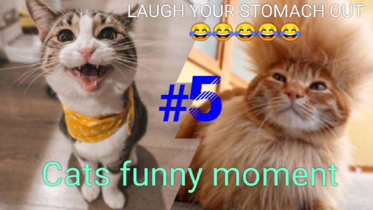 Baby cats - cute and funny cat videosCompilation  #5 | Aww animals