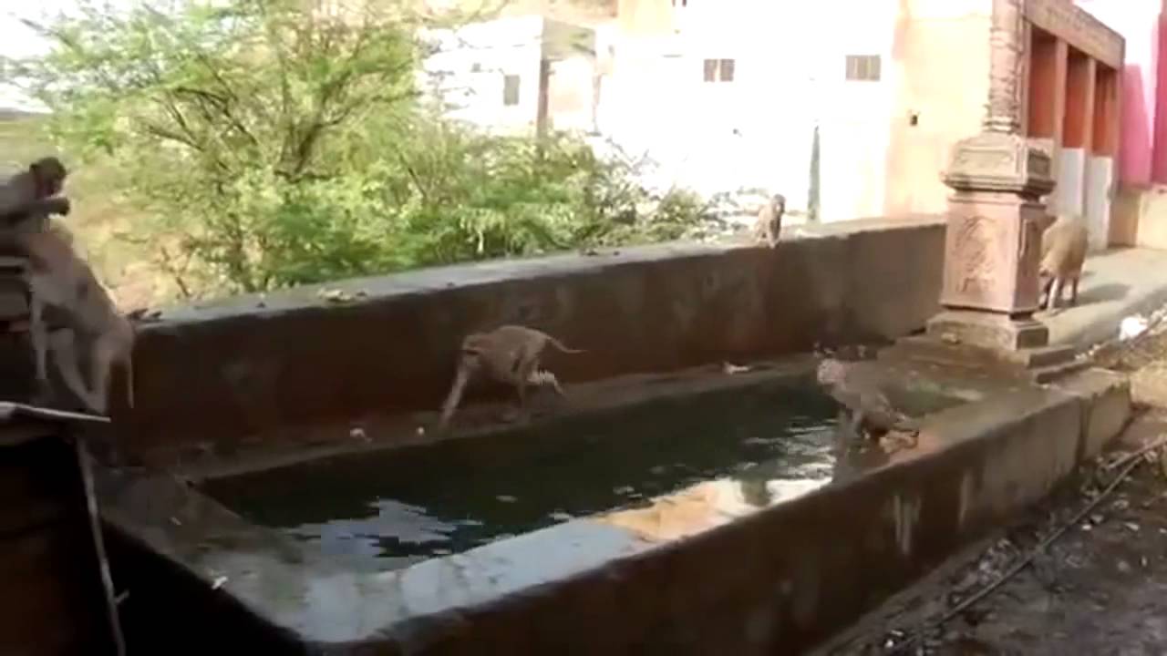 Best of animals    Caturday's special  2014   Smooth videos