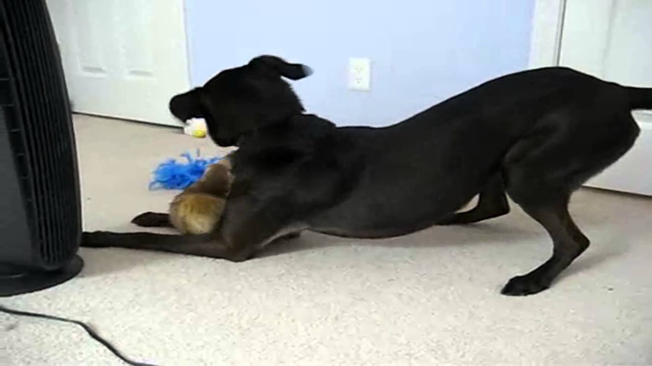 Best of animals    Holy Cat!  2014   Youtube Gold