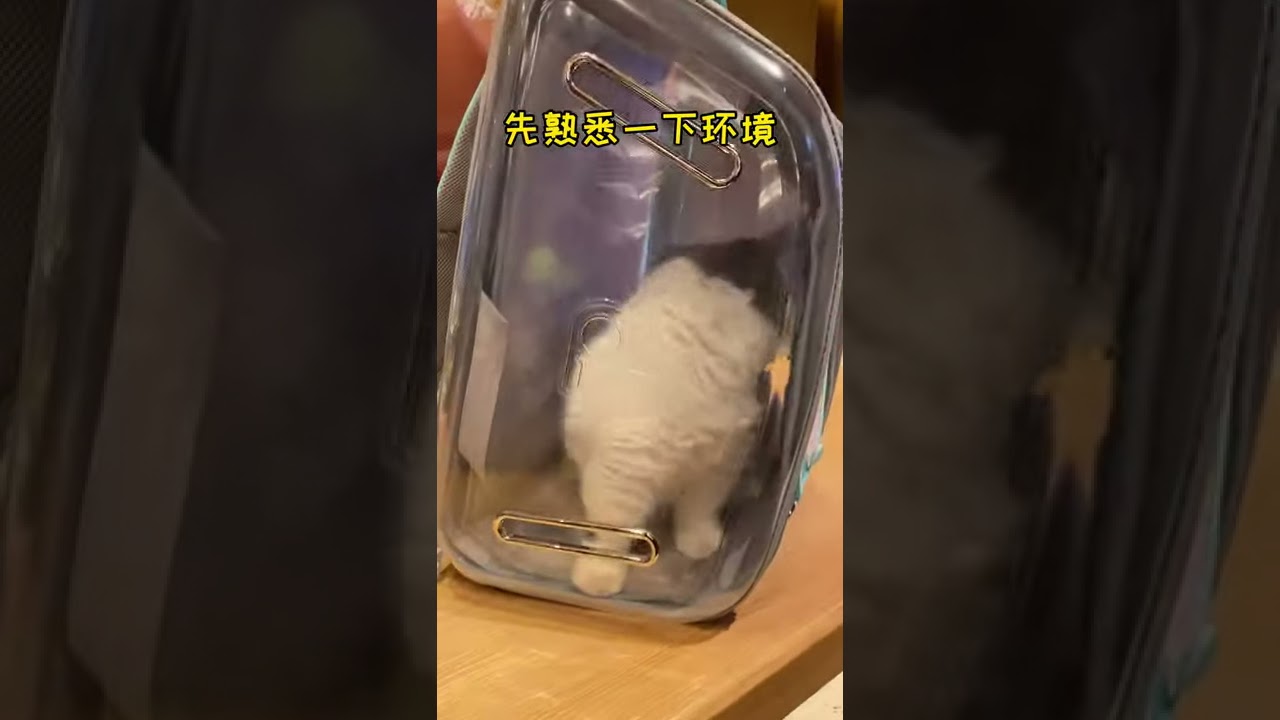 Cat go to Shopping Center   Funny cat videos 2021   Funny cats,funny cat videos