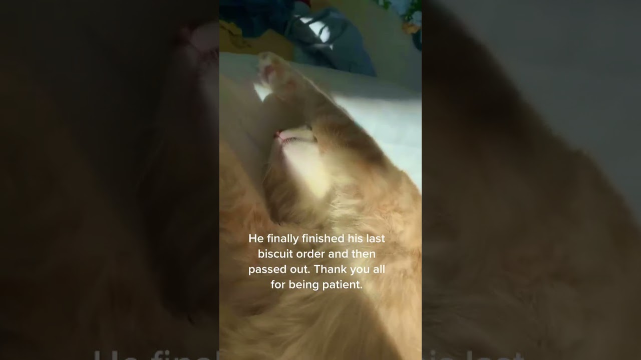 Cute and Funny Cat Videos Compilation | Aww Animals.