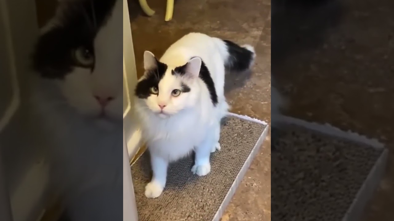 Cute and Funny Cat Videos: Cutest and Funniest #short #shorts