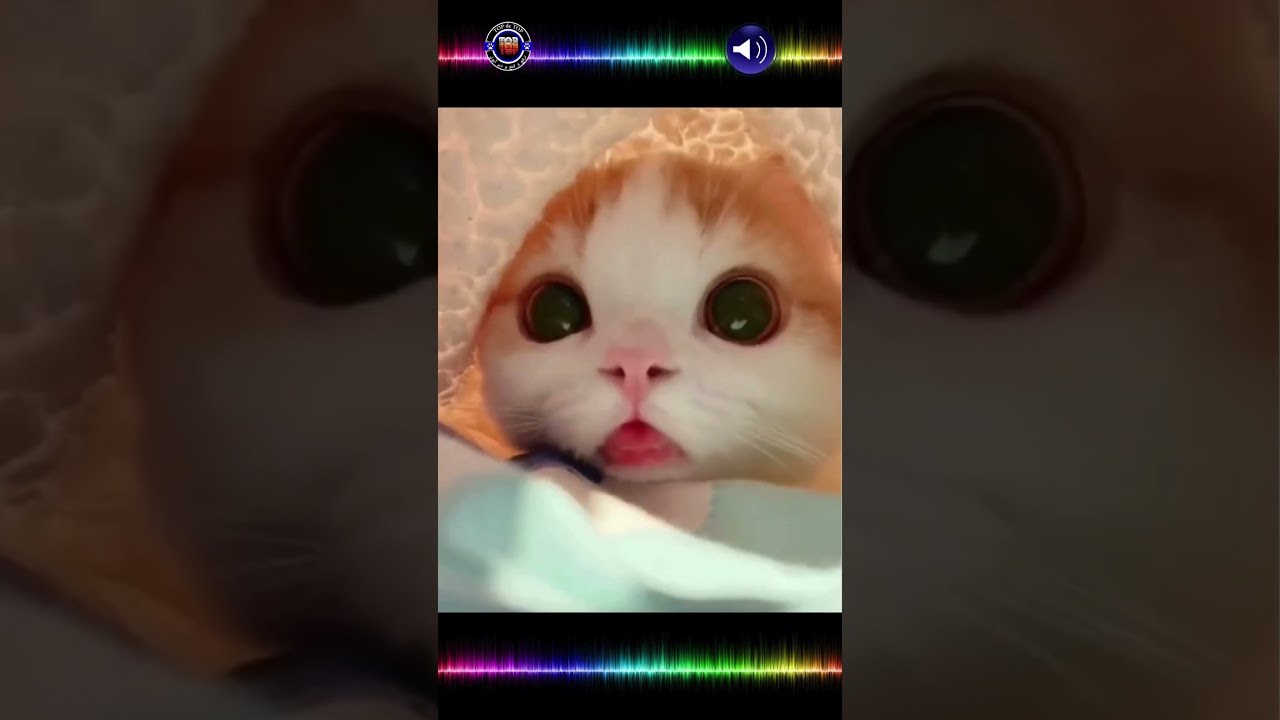 Cuteness Overload: The Best Compilation of Adorable Cats Ever #shorts