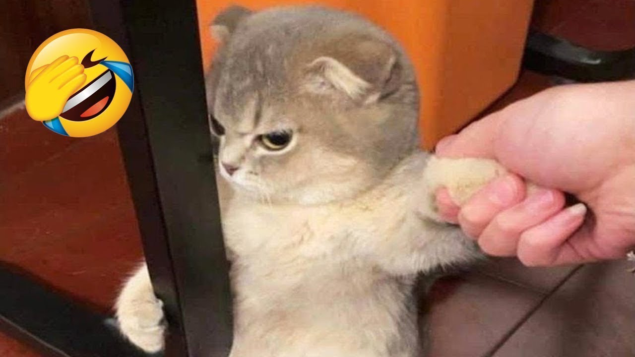 Cutest Battle of Wits | Cats and Dogs React to Brain Teasers